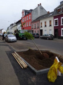 2015.04.30. Bepflanzung der Baumquartiere (1.1)